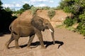 Elephant searching for water in Mashatu Game Reserve Royalty Free Stock Photo