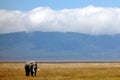 Elephant seen on safari in the NgoroNgoro Conservation Area near Arusha, Tanzania Royalty Free Stock Photo