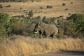 Elephant at Pilanesberg National Park, North West Province, South Africa