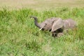 Elephant at Serengeti national park, Tanzania, Africa Royalty Free Stock Photo