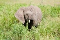 Elephant at Serengeti national park, Tanzania, Africa Royalty Free Stock Photo