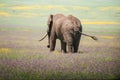 Elephant at Serengeti national park, Tanzania, Africa Royalty Free Stock Photo