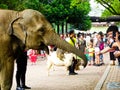 An elephant shaking hands with tourist