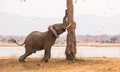 Elephant shaking a tree for seeds Royalty Free Stock Photo