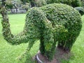 Elephant shaped bush.