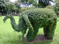 Elephant shaped bush.