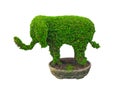 The Elephant shaped design hedges cut green tree in a round tree pot isolated on white background.