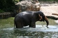 Elephant Show - Singapore Zoo, Singapore Royalty Free Stock Photo