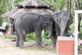 Elephant Show Royalty Free Stock Photo