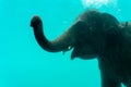 Elephant show swimming and blow the bubbles out of the trunk underwater Royalty Free Stock Photo