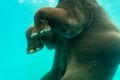 Elephant show swimming and blow the bubbles Royalty Free Stock Photo