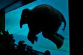 Elephant shows in a glass pond for tourists to watch. Royalty Free Stock Photo