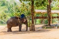 Elephant show at The Thai Elephant Conservation Center,