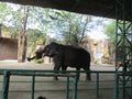 Elephant show in thailand zoo