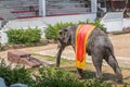 Elephant show walking Royalty Free Stock Photo