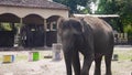 An elephant showered earth from its trunk to cool off at a zoo