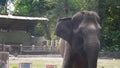 An elephant showered earth from its trunk to cool off at a zoo