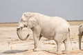 Elephant showering