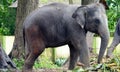 elephant Showing Inside a Zoo