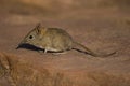 Elephant Shrew