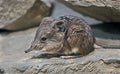Elephant shrew 5 Royalty Free Stock Photo