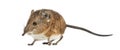 Elephant shrew - Macroscelides proboscideus - isolated on whitre