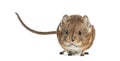 Elephant shrew - Macroscelides proboscideus - isolated on whitre