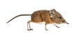 Elephant shrew - Macroscelides proboscideus - isolated on whitre