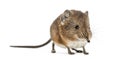 Elephant shrew - Macroscelides proboscideus - isolated on whitre