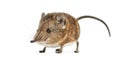 Elephant shrew - Macroscelides proboscideus - isolated on whitre