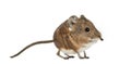 Elephant shrew - Macroscelides proboscideus - isolated on whitre