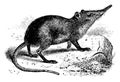 Elephant Shrew, vintage illustration