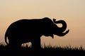 Elephant silhouette