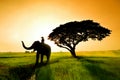 Elephant silhouette in field