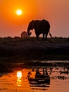 Elephant Silhouette and Reflection At Sunset Royalty Free Stock Photo