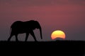 Elephant silhouette at sunset