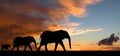 Elephant silhouette at sunset