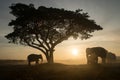 Elephant silhouette