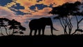 Elephant sillouette on sunset background