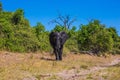 Elephant - single in Chobe National Park Royalty Free Stock Photo