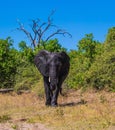 Elephant - single in Chobe Park Royalty Free Stock Photo