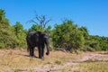 Elephant - single in watering Royalty Free Stock Photo