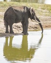 Elephant sipping water at a drinking hole