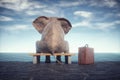 Elephant sits on a bench admiring the sea