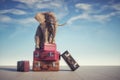 Elephant sits on a stack of luggages