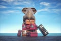 Elephant sits on a stack of luggages looking at the ocean