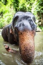 Elephant sits in waterfall, river