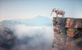 Elephant sitting on edge of a cliff and admiring the landscape Royalty Free Stock Photo