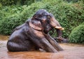 Elephant sitting in river in the rain forest of Khao Sok sanctuar Royalty Free Stock Photo