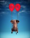 Elephant sitting on a swing. Freedom and happiness concept Royalty Free Stock Photo
